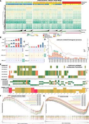 Calcium-Related Gene Signatures May Predict Prognosis and Level of Immunosuppression in Gliomas